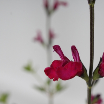 Salvia - greggii - Cherry Lips - DYSCERI